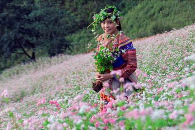 Những mùa du lịch đẹp nhất ở hà giang